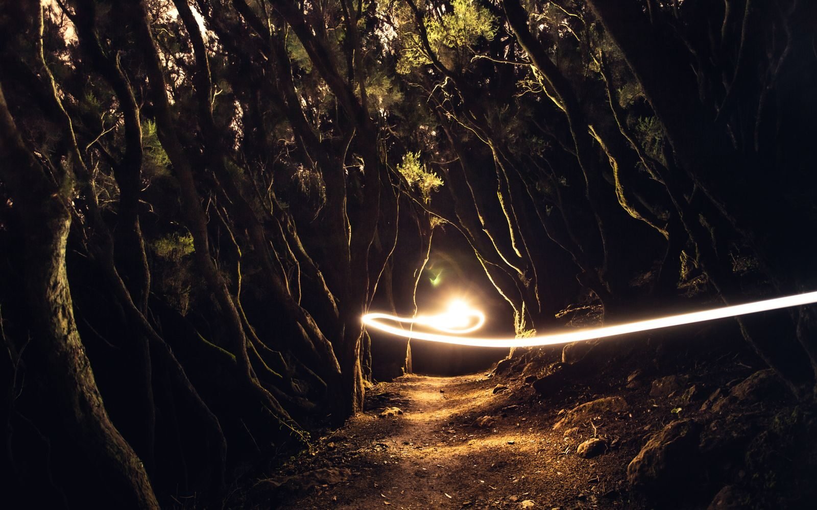 Enigmatic forest path illuminated by a swirling light trail at dusk.