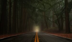A paved road with yellow lines through a dense forest filled with thick fog